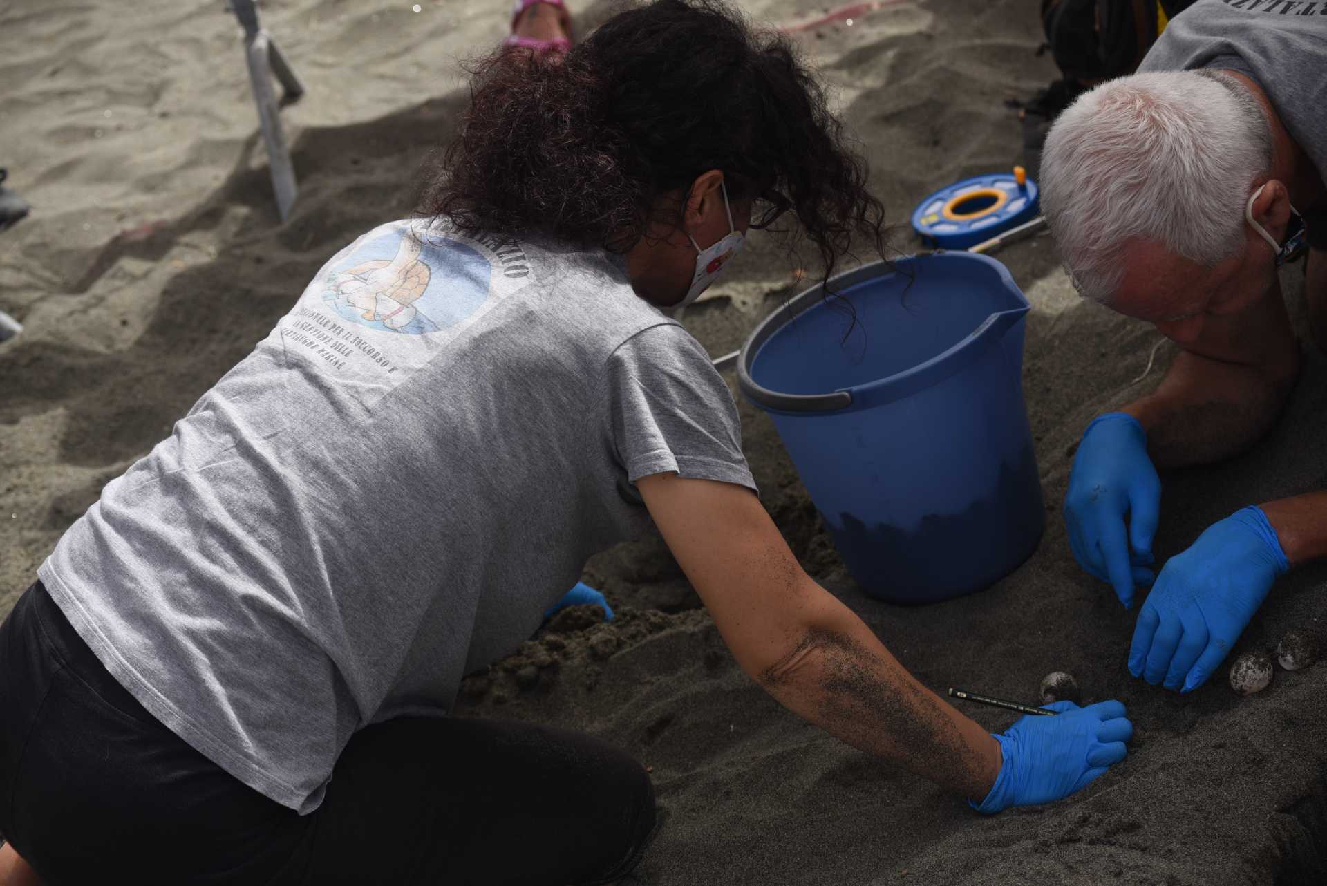 Una tartaruga marina deposita le sue uova a Ostia